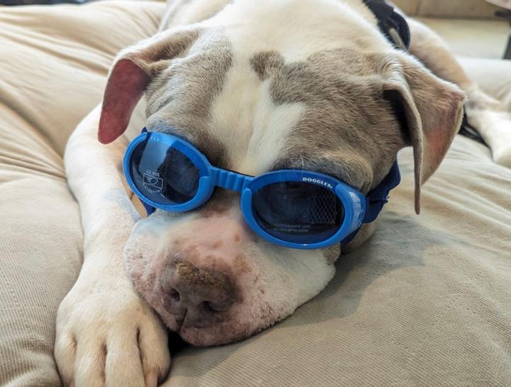 Laser Treatment For Dogs Redondo Beach Pet Laser Therapy laser-treatment-for-dogs-redondo-beach-pet-laser-therapy